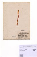 藏品(長葉紫菜)的圖片